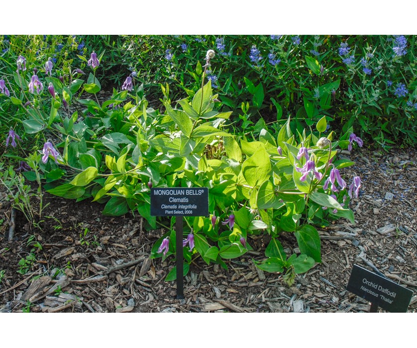 Mongolian Bells Clematis